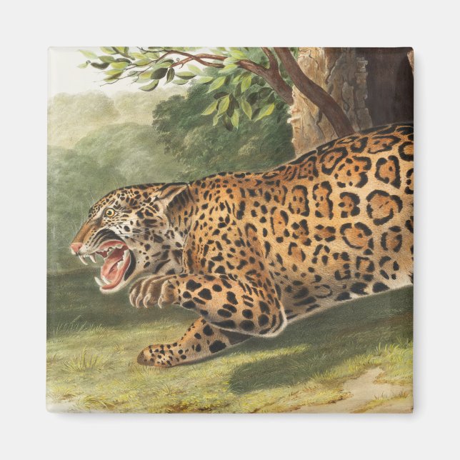 Aimant Illustration de Jaguar (Felis onca) (Devant)