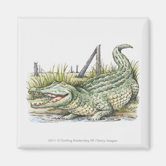 Aimant Illustration de l'alligator sur le rivage (Devant)