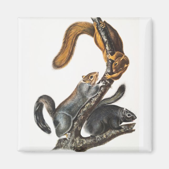 Aimant Illustration de l'écureuil de chat (Sciurus cinere (Devant)