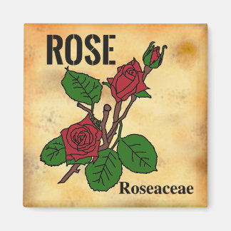 Aimant Illustration de ligne de rose rouge dans le style