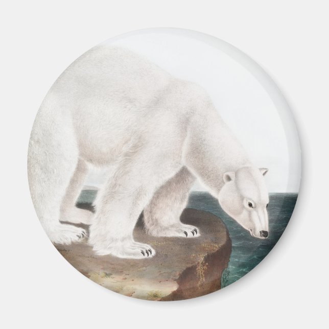 Aimant Illustration de l'Ours polaire (Ursus maritimus) (Devant)