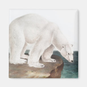 Aimant Illustration de l'Ours polaire (Ursus maritimus)