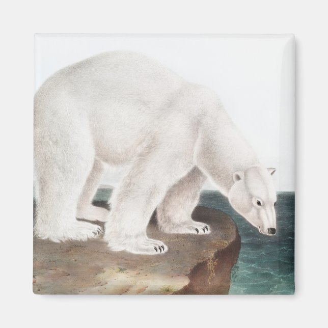 Aimant Illustration de l'Ours polaire (Ursus maritimus) (Devant)