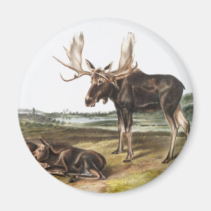 Aimant Illustration de Moose Deer (Servus alces)