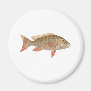 Aimant Illustration de Mutton Snapper