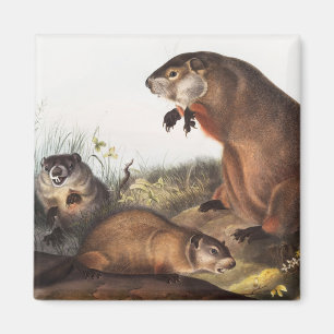 Aimant Illustration de Woodchuck (Arctomys monax)