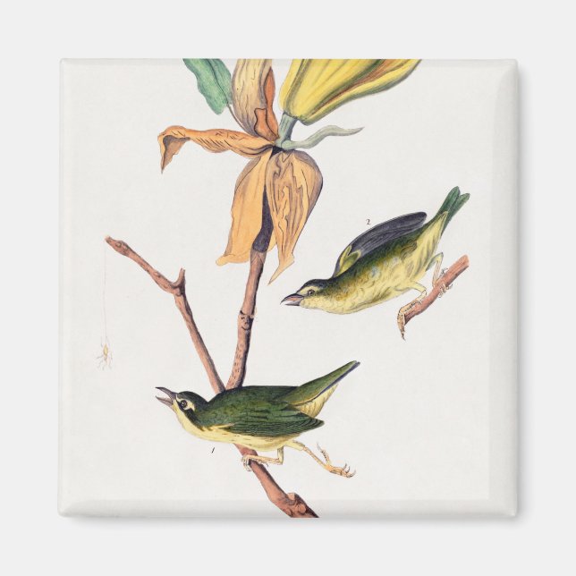 Aimant Illustration des oiseaux de Paruline capturant des (Devant)