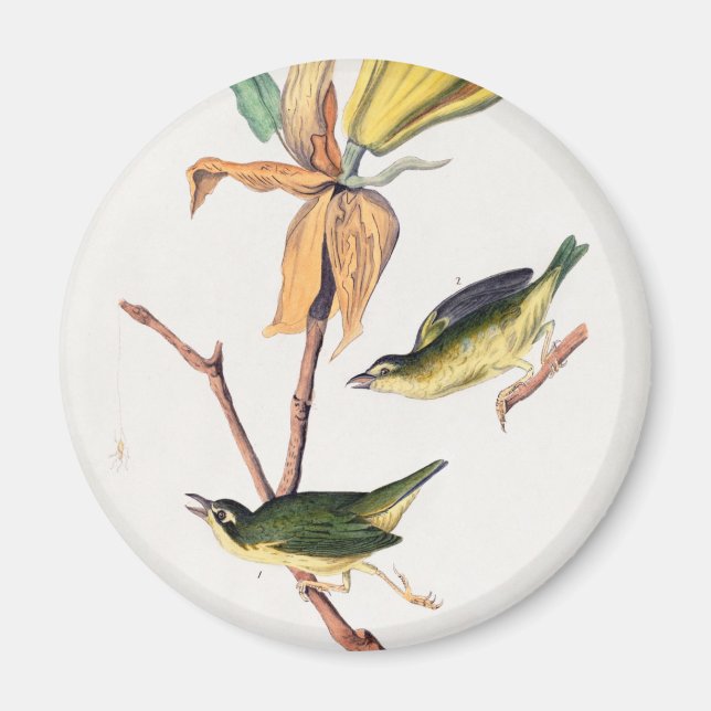 Aimant Illustration des oiseaux de Paruline capturant des (Devant)