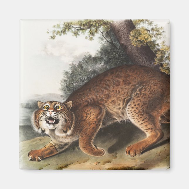 Aimant Illustration du chat sauvage américain (Lynx rufus (Devant)