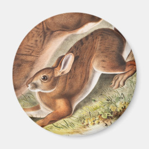 Aimant Illustration du lièvre du Nord (Lepus Americanus)