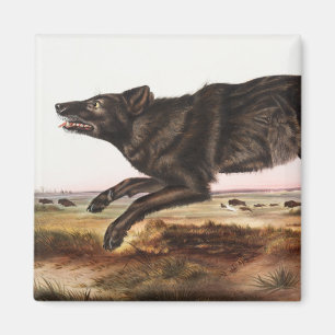 Aimant Illustration du loup noir américain (Canis lupus)