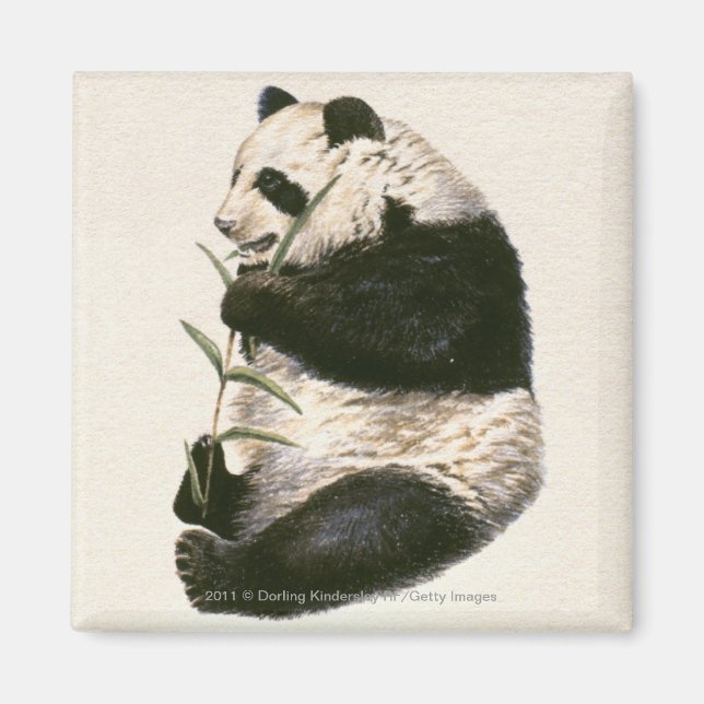 Aimant Illustration du panda géant alimenté en bambou (Devant)