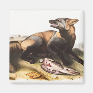 Aimant Illustration du renard croisé américain (Canis vul