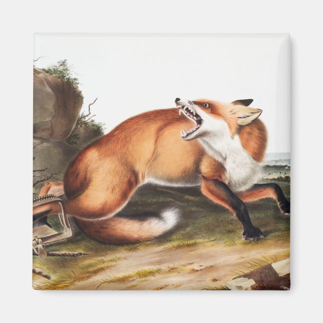 Aimant Illustration du Renard rouge américain (Vulpes Ful (Devant)
