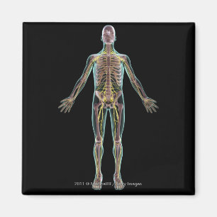 Aimant Illustration du système nerveux