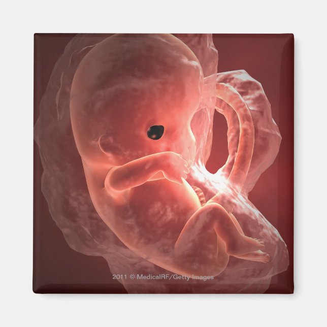 Aimant Illustration d'un embryon en développement (Devant)