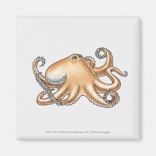 Aimant Illustration d'un poulpe
