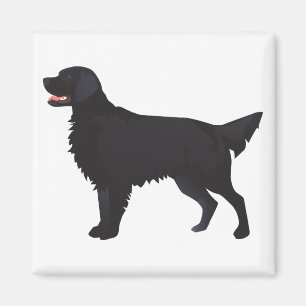 Aimant Illustration Flat-Coated Retriever Dog Breed