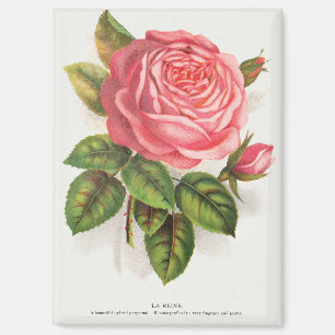 Aimant Illustration Florale Rose Rose Antique Cottagecore