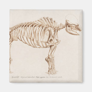 Aimant Illustration Mamoth (Mammut)