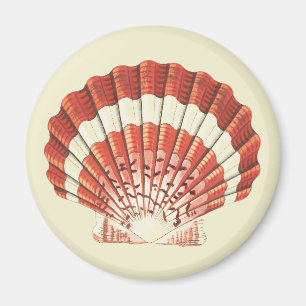 Aimant Illustration Nautique Vintage Coquille Saint-Jacqu
