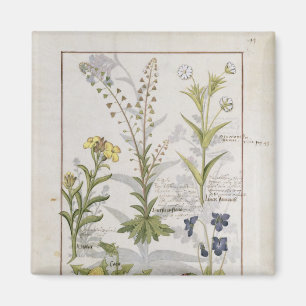 Aimant Illustration tirée du "Livre des médicaments simpl
