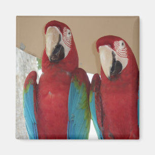 Aimant Illustration tropicale d'un couple d'aras carmin