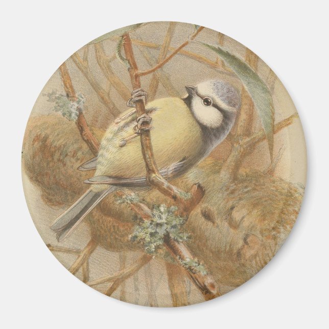 Aimant Illustration vintage de Bluetit (Devant)