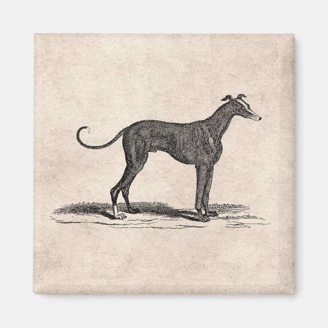 Aimant Illustration vintage de Chien de Greyhound datant  (Devant)