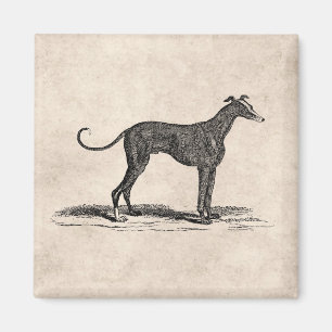 Aimant Illustration vintage de chien de lévrier de 1800s