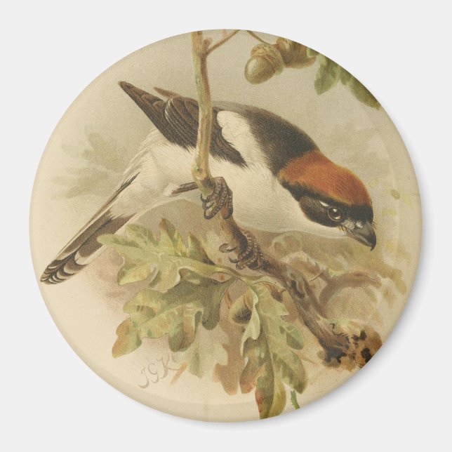 Aimant Illustration vintage de Pie-grièche d'été (Devant)