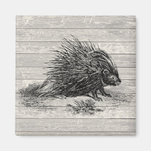 Aimant Illustration vintage de Porcupine