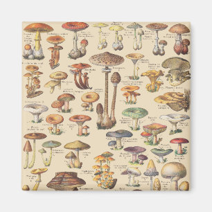 Aimant Illustration vintage des champignons