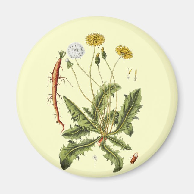 Aimant Illustration vintage du Dandelion (Devant)