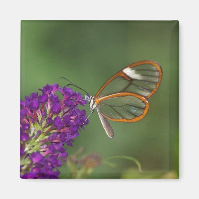 Aimant Ils m'appellent Clear-wing (Devant)