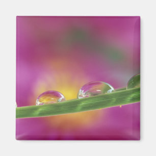 Aimant Image d'asters formés dans des gouttelettes d'eau