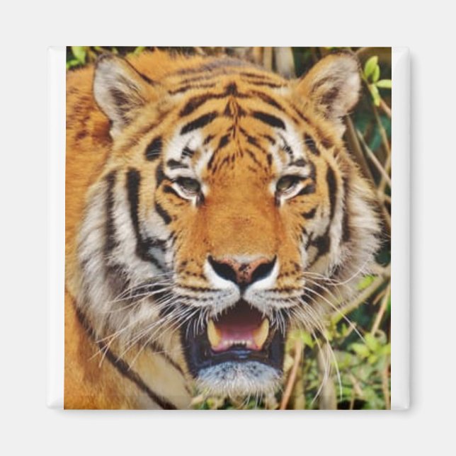 Aimant Image de tigre ! (Devant)