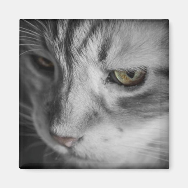 Aimant Image en noir et blanc de chat (Devant)