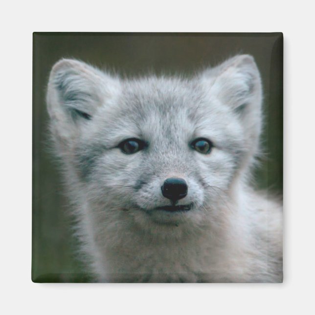 Aimant Images Getty | Arctic Fox Kit (Devant)
