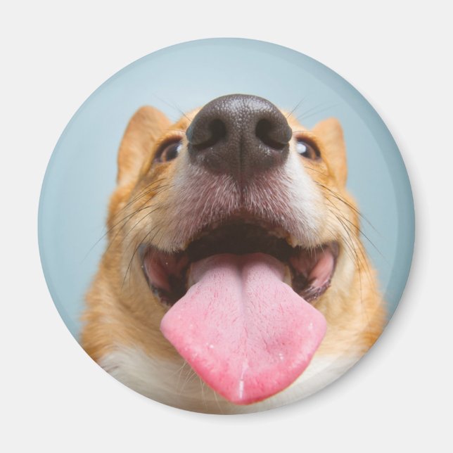 Aimant Images Getty | Corgi très heureux (Devant)