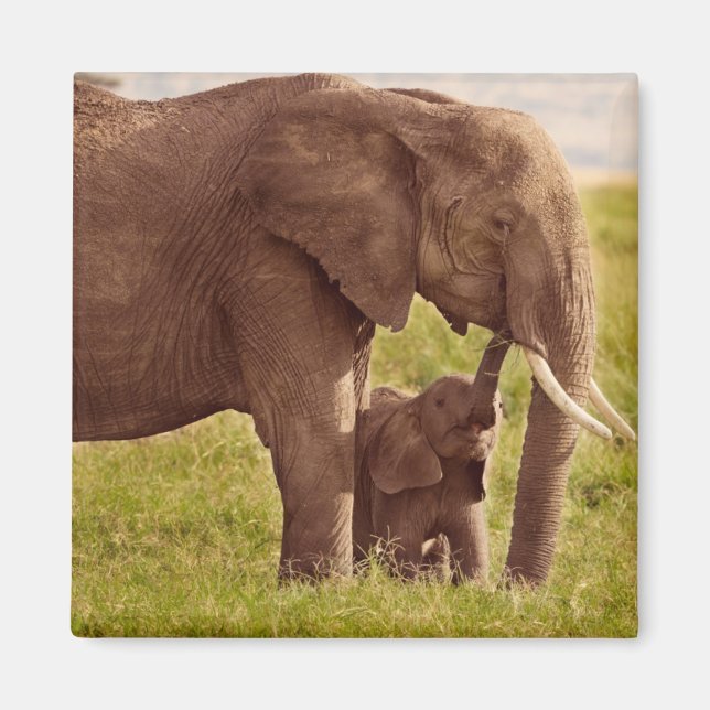 Aimant Images Getty | Elephant & bébé (Devant)