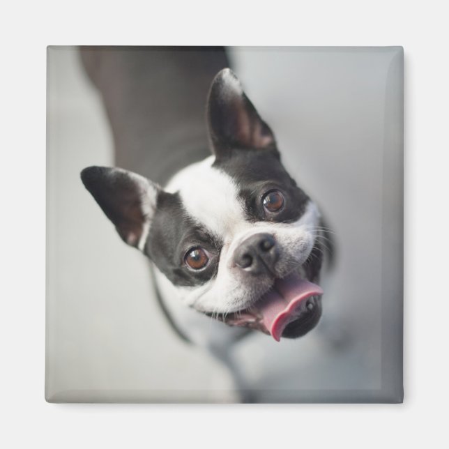 Aimant Images Getty | French Bulldog (Devant)
