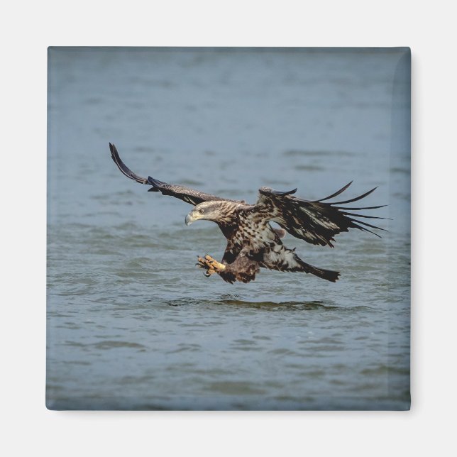 Aimant Immature Bald Eagle plongée pour un poisson (Devant)