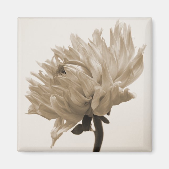 Aimant impression dahlia sepia (Devant)