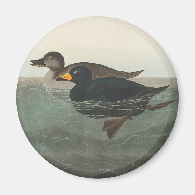 Aimant Impression de Macreuse noire d'Audubon : Canard cô (Devant)