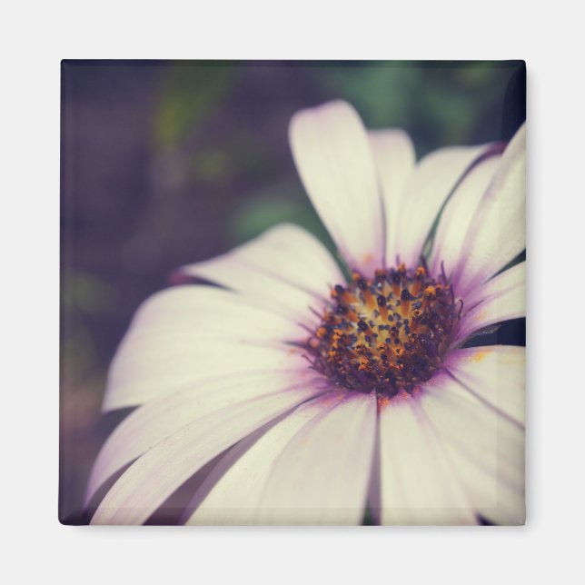 Aimant Impression de marguerite. (Devant)