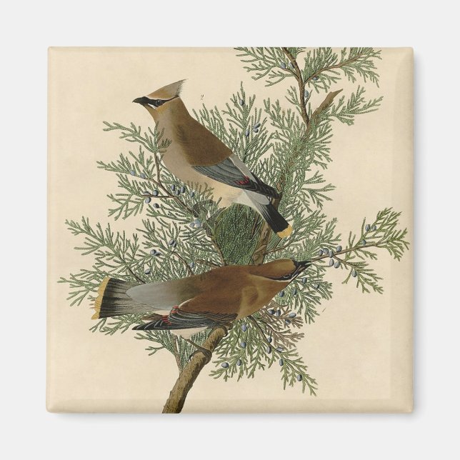 Aimant Impression d'oiseau de John James Audubon Jaseur b (Devant)