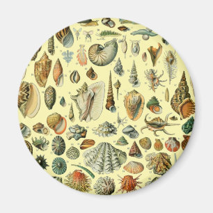 Aimant Impression vintage de coquillages d'Adolphe Millot