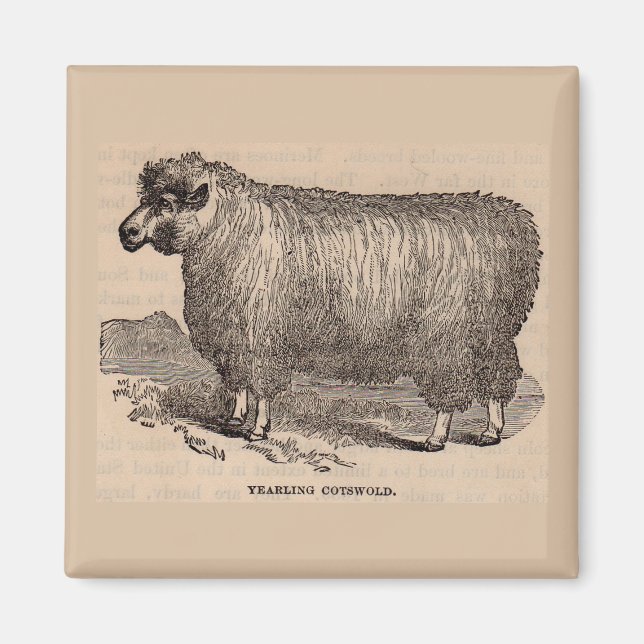 Aimant Imprimé au 19e siècle année Cotswold brebis (Devant)