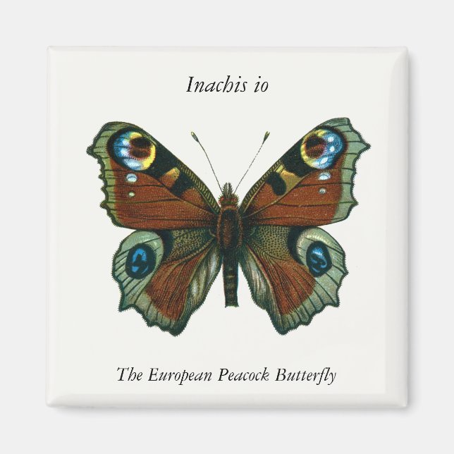 Aimant Inachis io - Le papillon paon européen (Devant)